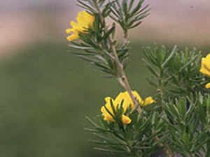 Vivers Càrex - Genista linifolia 