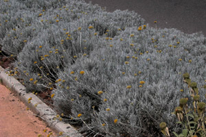 Vivers Càrex - Helichrysum italicum 