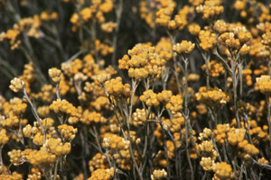 Vivers Càrex - Helichrysum stoechas 