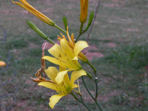 Vivers Càrex - Hemerocallis citrina 