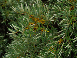 Vivers Càrex - Hippophae rhamnoides 