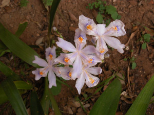 Vivers Càrex - Iris formosana 