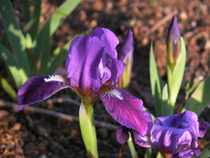 Vivers Càrex - Iris lutescens 