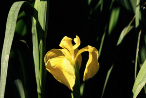 Vivers Càrex - Iris pseudacorus 