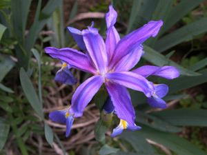 Vivers Càrex - Iris spuria subsp. maritima
