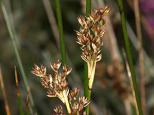 Vivers Càrex - Juncus maritimus 