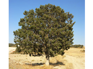 Vivers Càrex - Juniperus oxycedrus subsp. oxycedrus