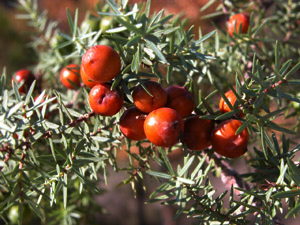 Vivers Càrex - Juniperus oxycedrus subsp. oxycedrus