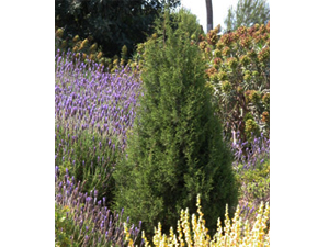 Vivers Càrex - Juniperus phoenicea subsp. phoenicea