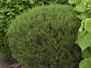 Vivers Càrex - Juniperus phoenicea subsp. phoenicea