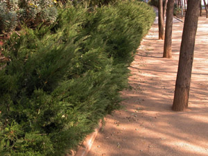 Vivers Càrex - Juniperus sabina 