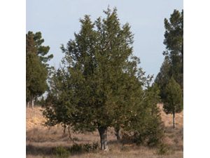 Vivers Càrex - Juniperus thurifera 