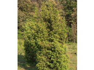 Vivers Càrex - Juniperus communis 