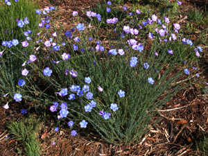 Vivers Càrex - Linum narbonense 