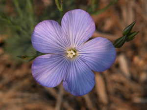 Vivers Càrex - Linum narbonense 