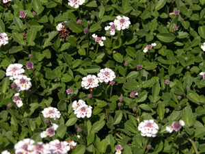 Vivers Càrex - Lippia nodiflora 