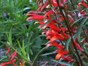 Vivers Càrex - Lobelia laxiflora 