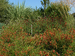 Vivers Càrex - Lobelia laxiflora 