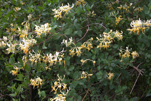 Vivers Càrex - Lonicera etrusca 