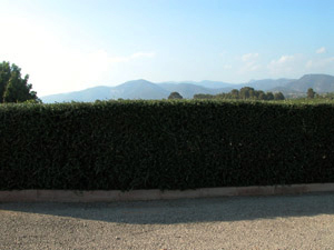 Vivers Càrex - Olea europaea var. sylvestris