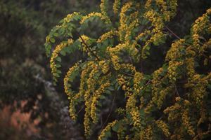 Vivers Càrex - Paliurus spina-christi 