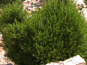 Vivers Càrex - Phillyrea angustifolia 