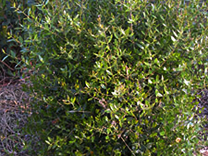 Vivers Càrex - Phillyrea latifolia 