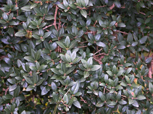 Vivers Càrex - Phillyrea latifolia 