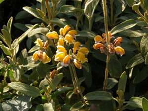 Vivers Càrex - Phlomis lycia 