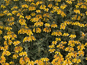 Vivers Càrex - Phlomis viscosa 