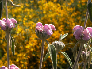 Vivers Càrex - Phlomis 'Marina' 