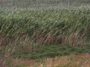 Vivers Càrex - Phragmites australis 