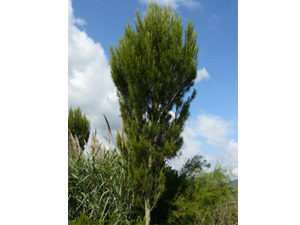 Vivers Càrex - Pinus halepensis