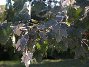 Vivers Càrex - Populus alba