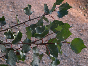 Vivers Càrex - Populus nigra