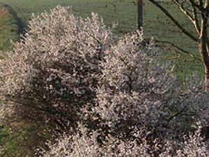 Vivers Càrex - Prunus spinosa 