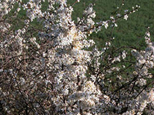 Vivers Càrex - Prunus spinosa 