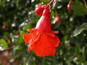 Vivers Càrex - Punica granatum 