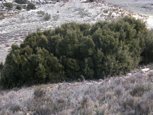 Vivers Càrex - Quercus coccifera 