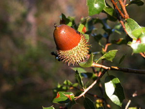 Vivers Càrex - Quercus coccifera 