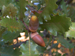 Vivers Càrex - Quercus faginea 