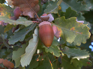 Vivers Càrex - Quercus humilis 