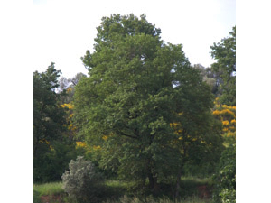 Vivers Càrex - Quercus humilis 