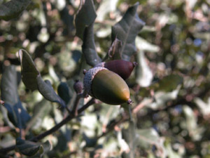 Vivers Càrex - Quercus ilex subsp. ilex