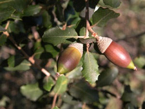 Vivers Càrex - Quercus ilex subsp. rotundifolia