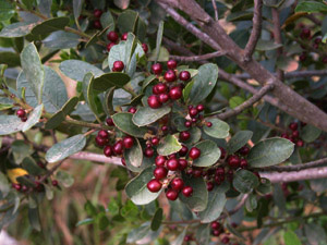 Vivers Càrex - Rhamnus alaternus 