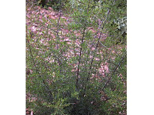 Vivers Càrex - Rhamnus lycioides subsp. lycioides