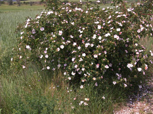 Vivers Càrex - Rosa canina 