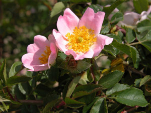 Vivers Càrex - Rosa canina 