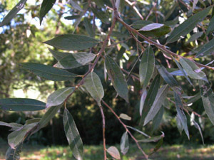 Vivers Càrex - Salix alba 